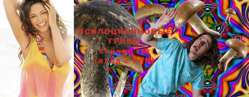 купить наркотик  Кяхта  Галлюциногенные грибы Magic Shrooms 